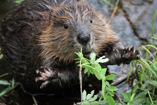 image of a beaver
