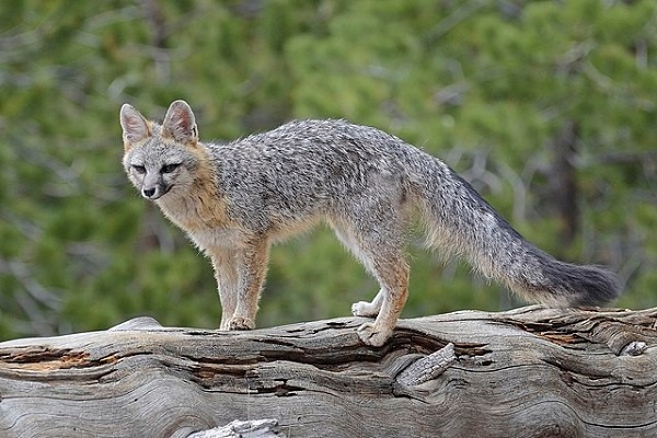 image of a fox