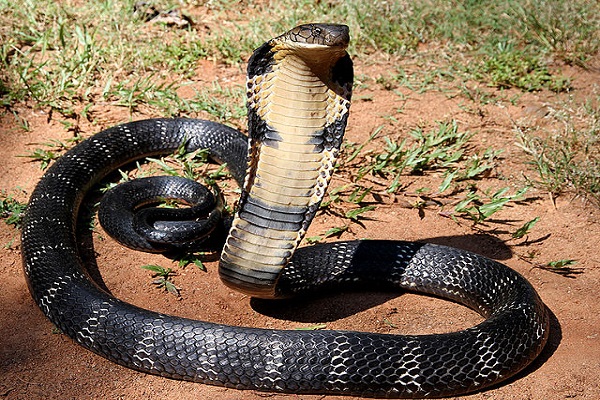 image of a king cobra