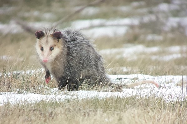 image of a opossum