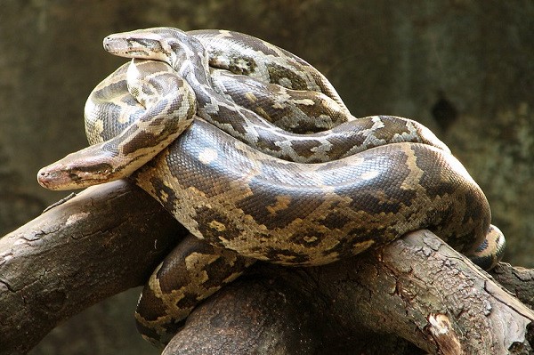 Image of a snake