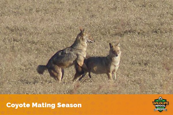 Coyote Mating Season - AAAC Wildlife Removal