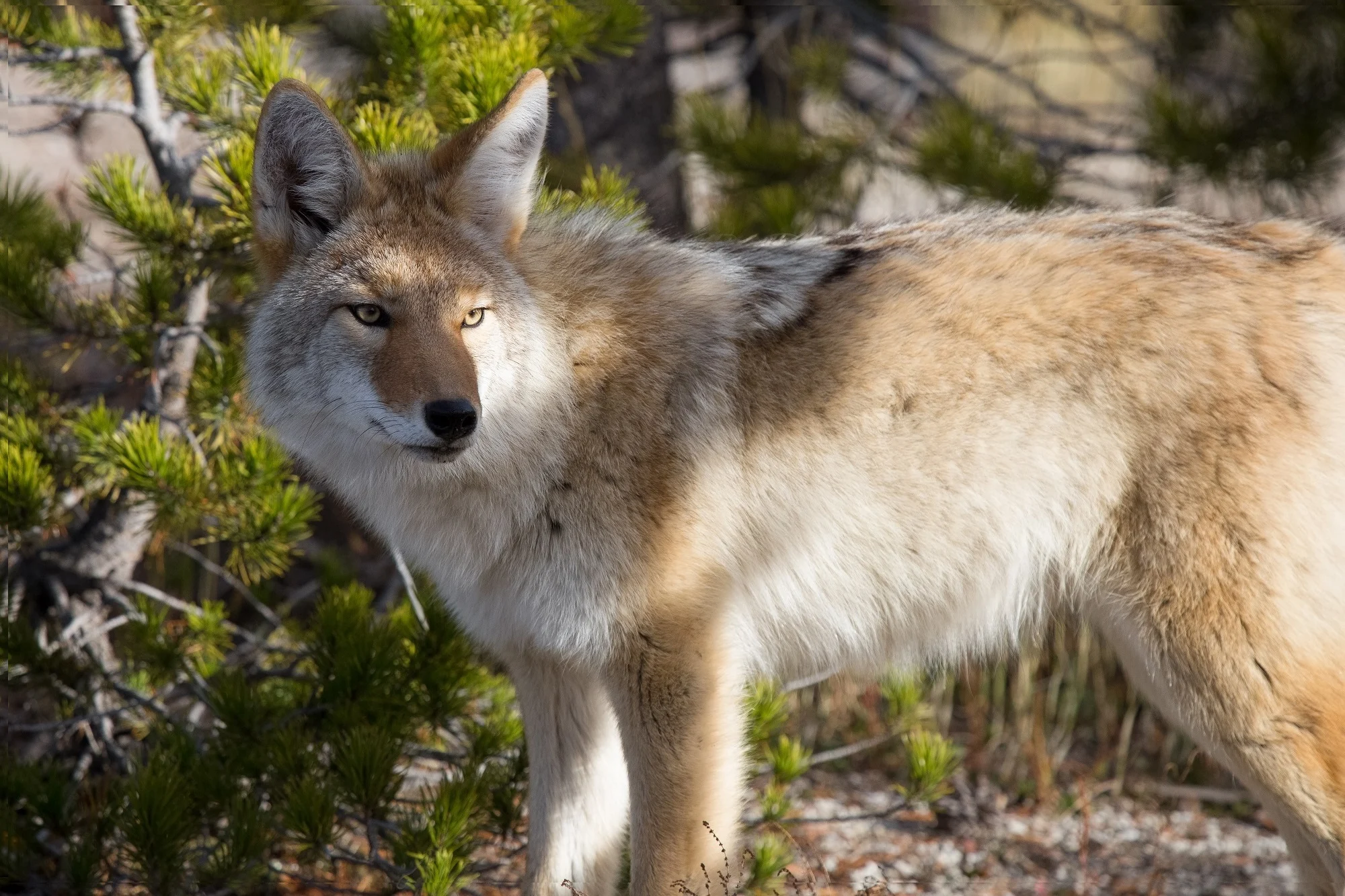 image of a coyote