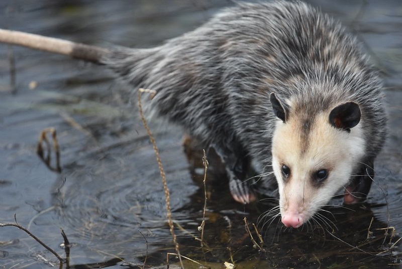 image of a opossum