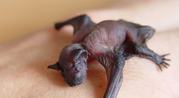 a baby bat resting on a palm