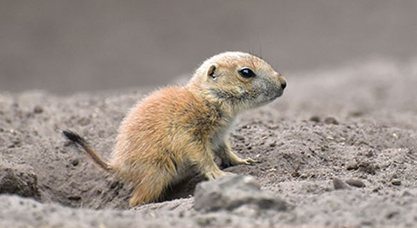 a baby gopher on the ground
