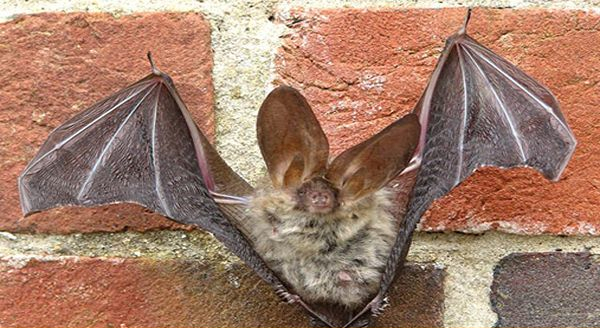 a bat with its wings spread facing a wall