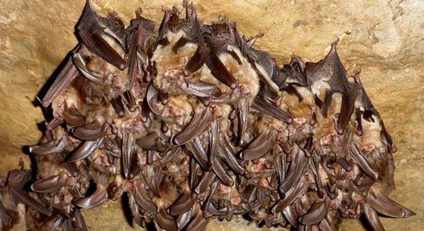 bats in a cave