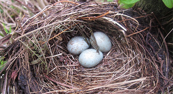 three bird eggs on a nest