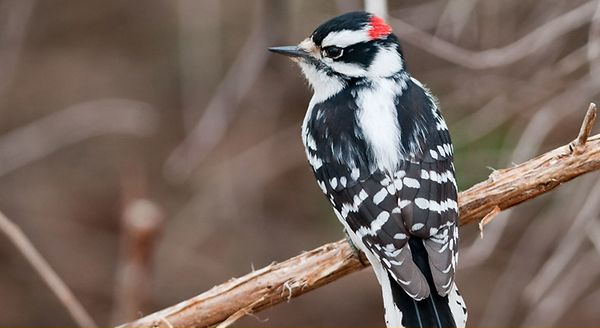 a downy woodpecker on a branch
