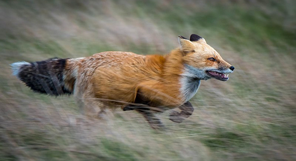 a fox running so fast 