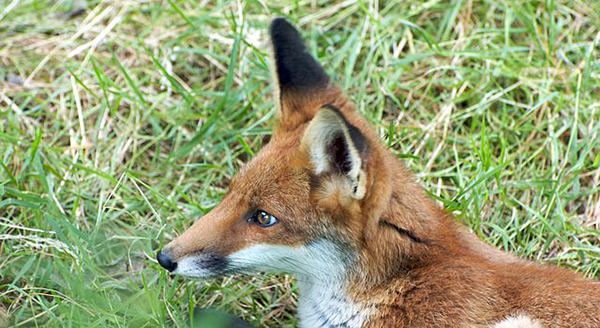 a zoomed in shot showing foxs ears