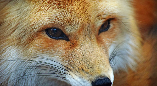 a close up shot of foxs eyes