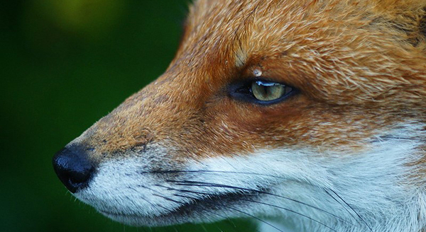a close up shot of a foxs nose