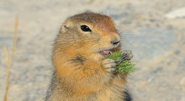 a gopher with grass in its claws