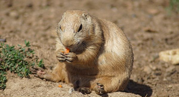 a gopher holding a piece of orange food in its claws