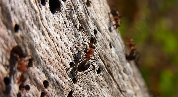 ants in he wood