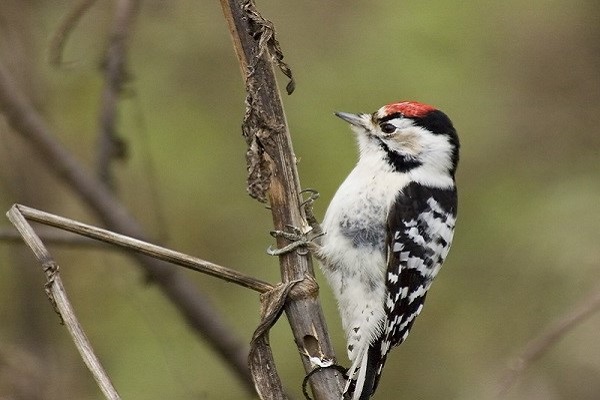 image of a woodpecker