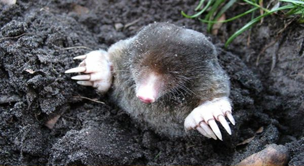 a mole on the ground