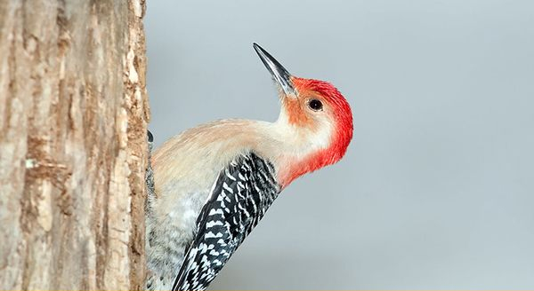 a red bellied woodpecker on a tree trunk