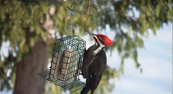 a woodpecker on a suet