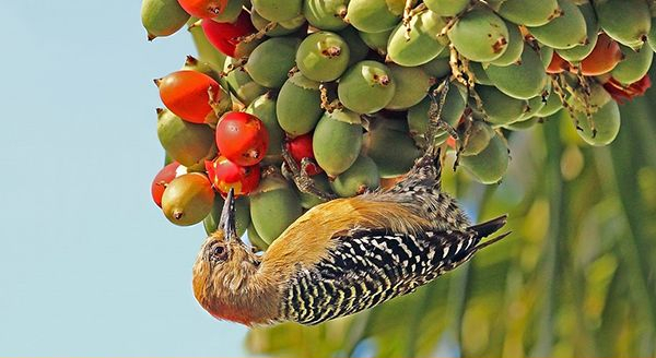 a woodpecker eating fruits