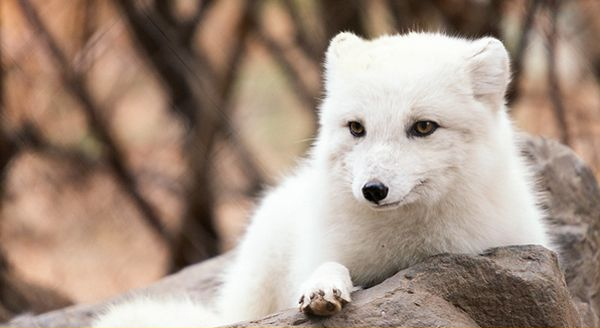 an arctic fox in the field