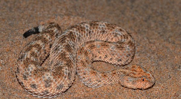 Asiatic Sand viper on the ground