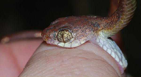 a snake biting a human's thumb
