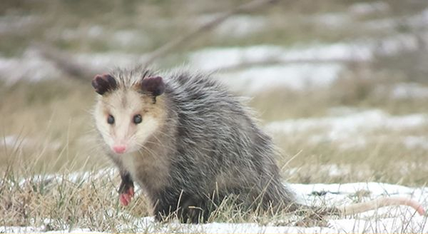 common virginia opossum in the middle of woodlands