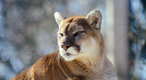 a cougar looking at a prey located on its right side