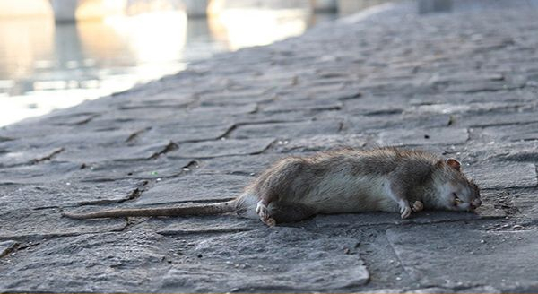 Dead rat lying on the ground