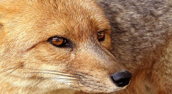 a close up shot of a fox showing its whiskers