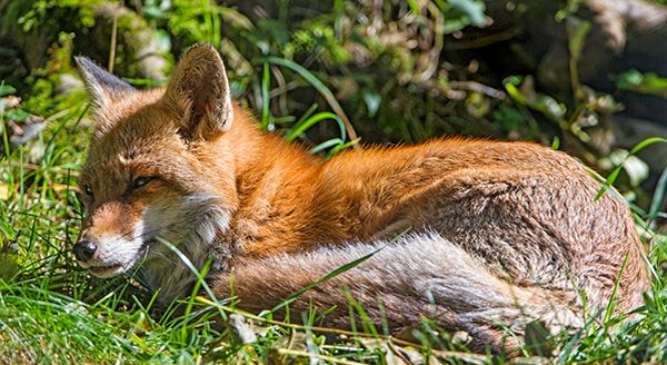 a fox sleeping peacefully in the forest
