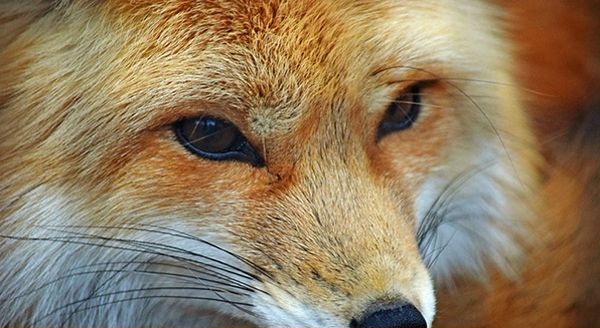 a close up shot of a fox's eyes