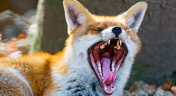 a fox opening its mouth showing its teeth