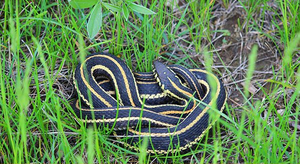 a garter snake on the grass
