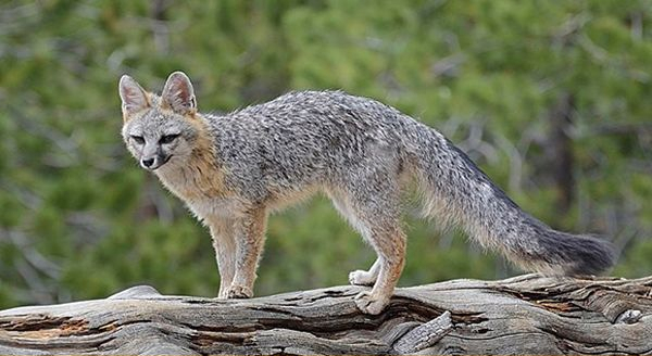 a gray fox standing in a wood branch