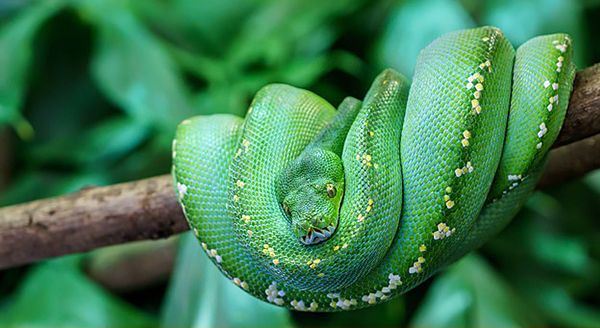 Green Tree Python coiled on a tree branch
