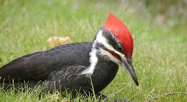 ivory billed woodpecker on the grassy field