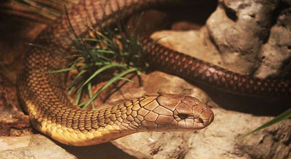 a close up shot of a king cobra snake