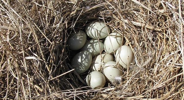 a mallard nest with nine eggs