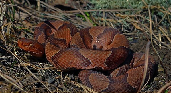 a northern copperhead snake on the ground