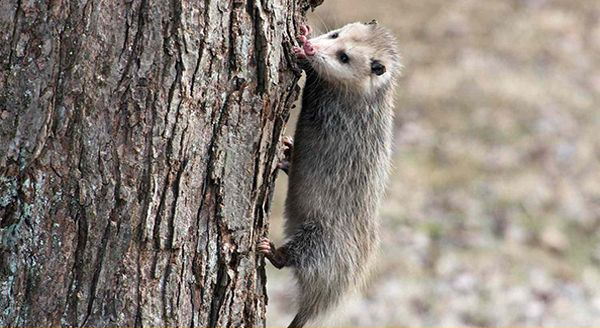 a opossum climbing a tree