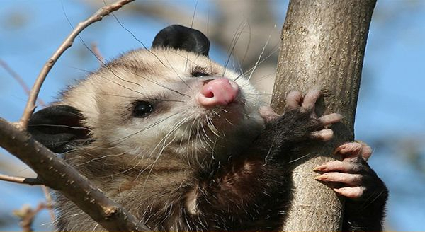 a opossum on a tree branch