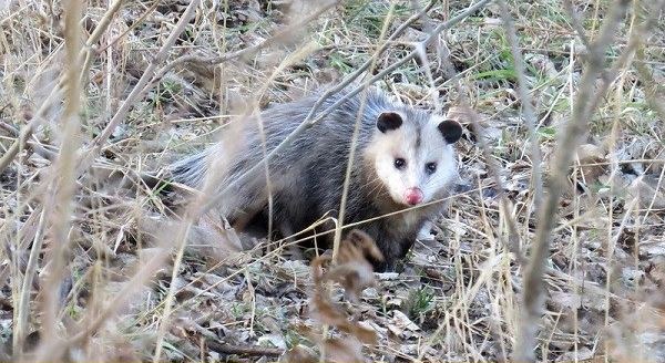 opossum in the middle of the woods