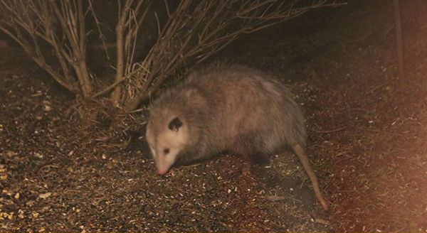 a opossum sneaking around the yard at night