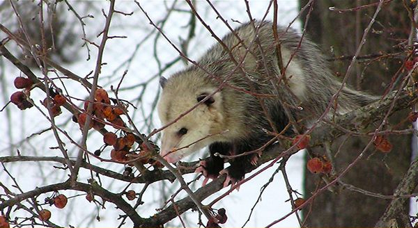 Opossum walking on a tree branch