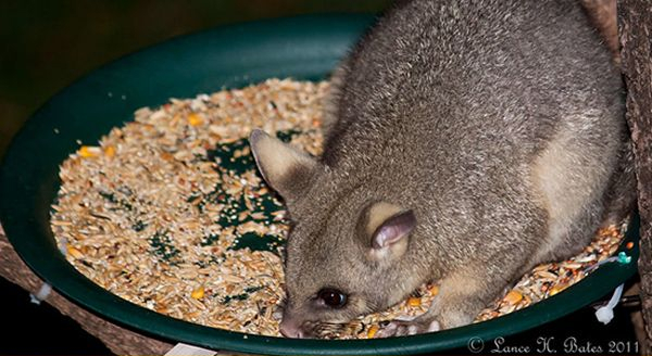 pymy short tailed opossum eating crumbs