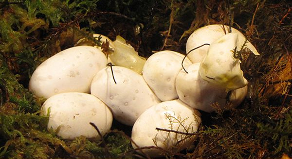Snake Eggs on a nest